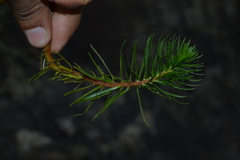 Myriophyllum tuberculatum